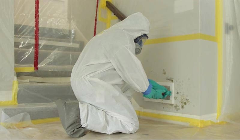 Damp & Mould Inspections and Remediation - Image 3